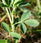 tolice měňavá <i>(Medicago ×varia)</i>