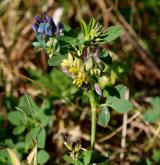 tolice měňavá <i>(Medicago ×varia)</i> / Květ/Květenství