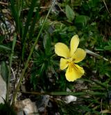 violka žlutá <i>(Viola lutea)</i> / Habitus