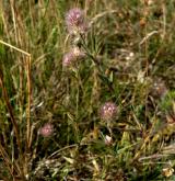 jetel rolní <i>(Trifolium arvense)</i> / Habitus