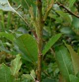 vrba slezská <i>(Salix silesiaca)</i> / Borka kmene