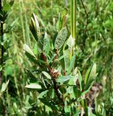 vrba borůvkovitá <i>(Salix myrtilloides)</i> / Habitus