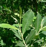vrba popelavá <i>(Salix cinerea)</i> / List