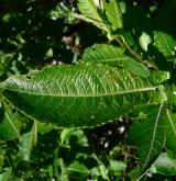 vrba velkolistá <i>(Salix appendiculata)</i> / List