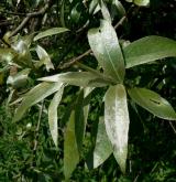 vrba bílá <i>(Salix alba)</i> / List