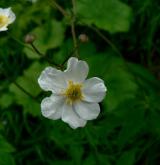 pryskyřník omějolistý <i>(Ranunculus aconitifolius)</i> / Květ/Květenství