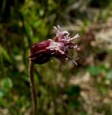 podbělice alpská <i>(Homogyne alpina)</i> / Květ/Květenství