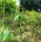 přeslička různobarvá <i>(Equisetum variegatum)</i> / Habitus