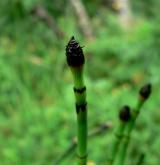 přeslička zimní <i>(Equisetum hyemale)</i> / Květ/Květenství
