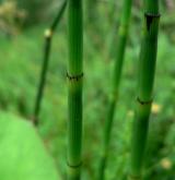 přeslička zimní <i>(Equisetum hyemale)</i> / Habitus