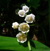 konvalinka vonná <i>(Convallaria majalis)</i> / Květ/Květenství