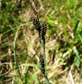 ostřice Bigelowova <i>(Carex bigelowii)</i> / Květ/Květenství