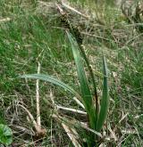 ostřice Bigelowova <i>(Carex bigelowii)</i> / Habitus