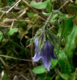 zvonek vousatý <i>(Campanula barbata)</i> / Květ/Květenství