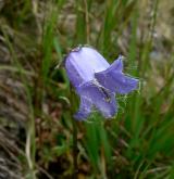 zvonek vousatý <i>(Campanula barbata)</i> / Květ/Květenství