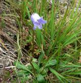 zvonek vousatý <i>(Campanula barbata)</i> / Habitus