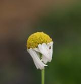 heřmánkovec nevonný <i>(Tripleurospermum inodorum)</i> / Květ/Květenství