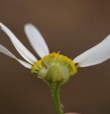 heřmánkovec nevonný <i>(Tripleurospermum inodorum)</i> / Květ/Květenství
