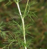 heřmánkovec nevonný <i>(Tripleurospermum inodorum)</i> / List