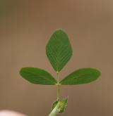 jetel ladní <i>(Trifolium campestre)</i> / List