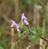 hluchavka objímavá <i>(Lamium amplexicaule)</i> / Habitus