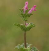 hluchavka objímavá <i>(Lamium amplexicaule)</i> / Habitus