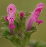 hluchavka objímavá <i>(Lamium amplexicaule)</i> / Květ/Květenství