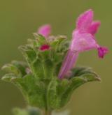 hluchavka objímavá <i>(Lamium amplexicaule)</i> / Květ/Květenství