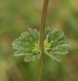 hluchavka objímavá <i>(Lamium amplexicaule)</i> / List