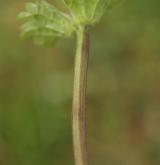 hluchavka objímavá <i>(Lamium amplexicaule)</i> / Stonek