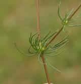 kolenec rolní <i>(Spergula arvensis)</i> / List