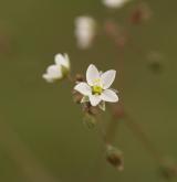 kolenec rolní <i>(Spergula arvensis)</i> / Květ/Květenství