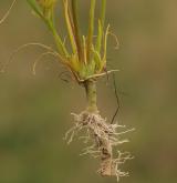 kolenec rolní <i>(Spergula arvensis)</i> / Květ/Květenství