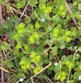 pryšec kolovratec <i>(Euphorbia helioscopia)</i> / Habitus