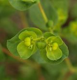 pryšec kolovratec <i>(Euphorbia helioscopia)</i> / Plod