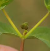 pryšec kolovratec <i>(Euphorbia helioscopia)</i> / Plod