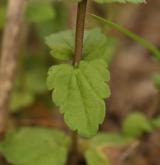 rozrazil rolní <i>(Veronica arvensis)</i> / List