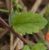 rozrazil perský <i>(Veronica persica)</i> / List