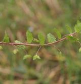 rozrazil perský <i>(Veronica persica)</i> / Habitus