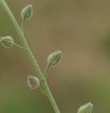 pomněnka rolní <i>(Myosotis arvensis)</i> / Plod