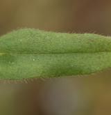 pomněnka rolní <i>(Myosotis arvensis)</i>