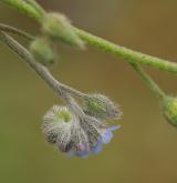 pomněnka rolní <i>(Myosotis arvensis)</i> / Květ/Květenství