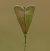 kokoška pastuší tobolka <i>(Capsella bursa-pastoris)</i> / Plod