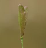 kokoška pastuší tobolka <i>(Capsella bursa-pastoris)</i> / Plod