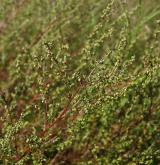 pelyněk ladní <i>(Artemisia campestris)</i> / Habitus