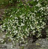 svízel hercynský <i>(Galium saxatile)</i> / Habitus