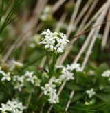 svízel hercynský <i>(Galium saxatile)</i> / Květ/Květenství