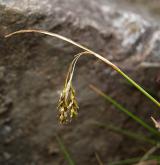 ostřice vláskovitá <i>(Carex capillaris)</i> / Plod