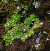 prvosenka nejmenší <i>(Primula minima)</i> / Habitus