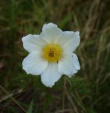 koniklec alpinský <i>(Pulsatilla alpina)</i> / Květ/Květenství